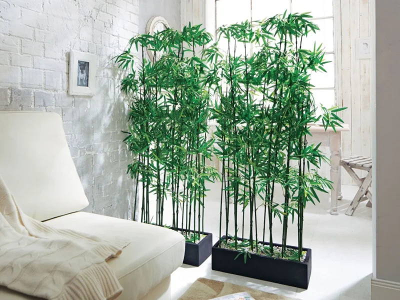 japanese house plants