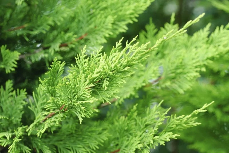 Leyland Cypress Tree