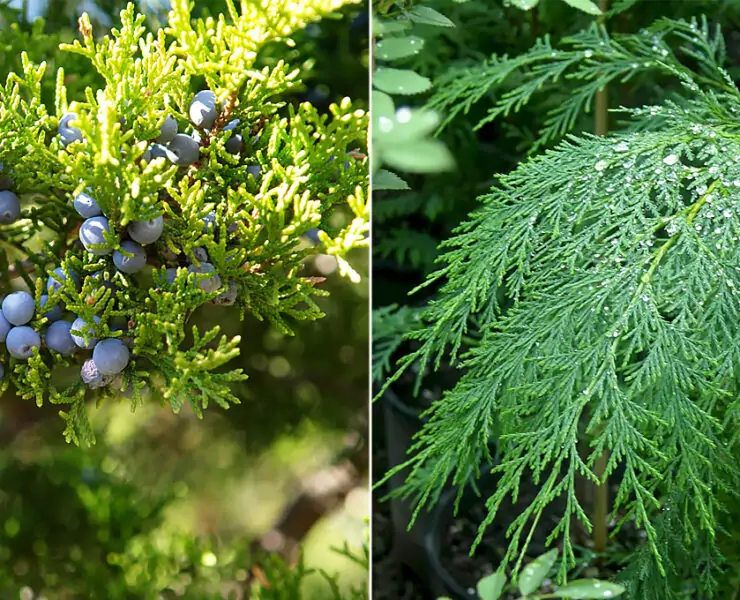 juniper cypress