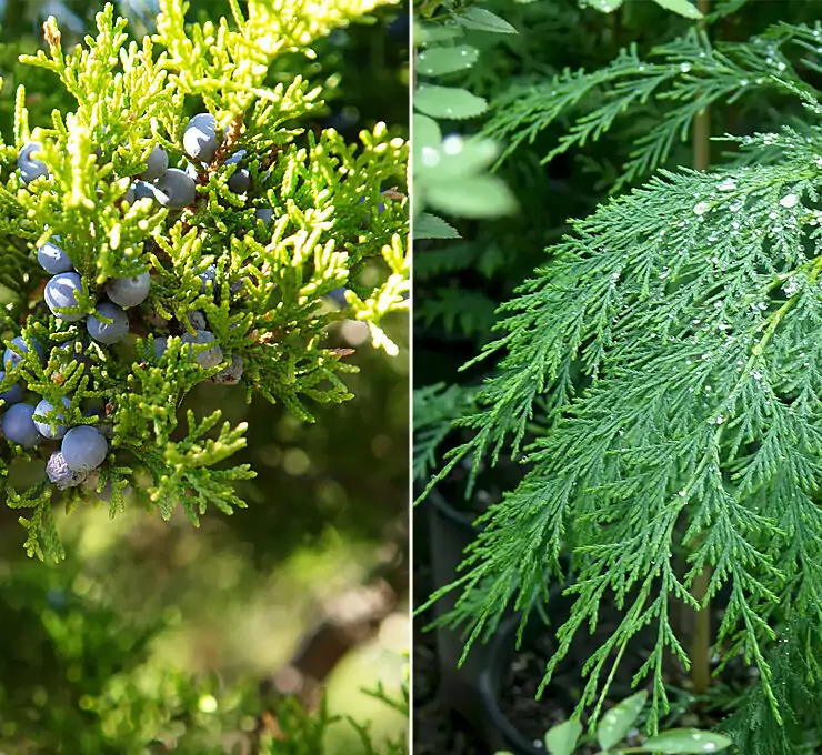 juniper cypress