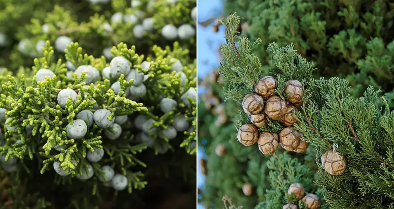 juniper cypress berries