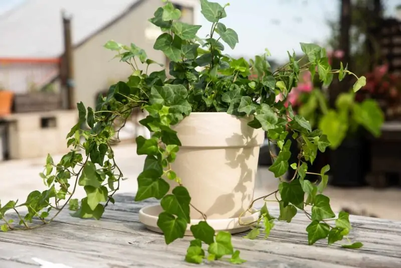 English Ivy plant