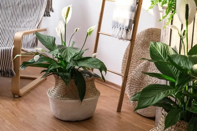 Peace Lily plant