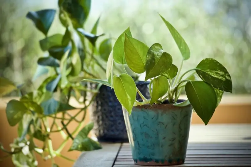 Pothos plant