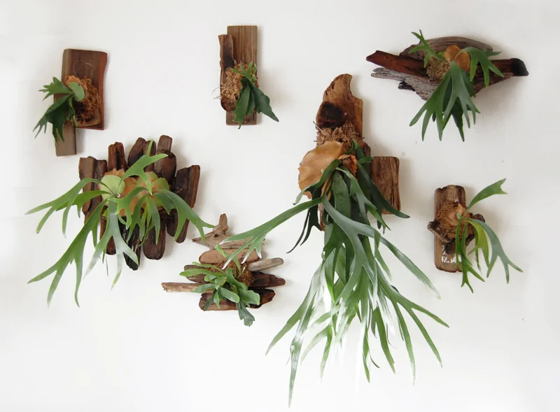 Staghorn Fern