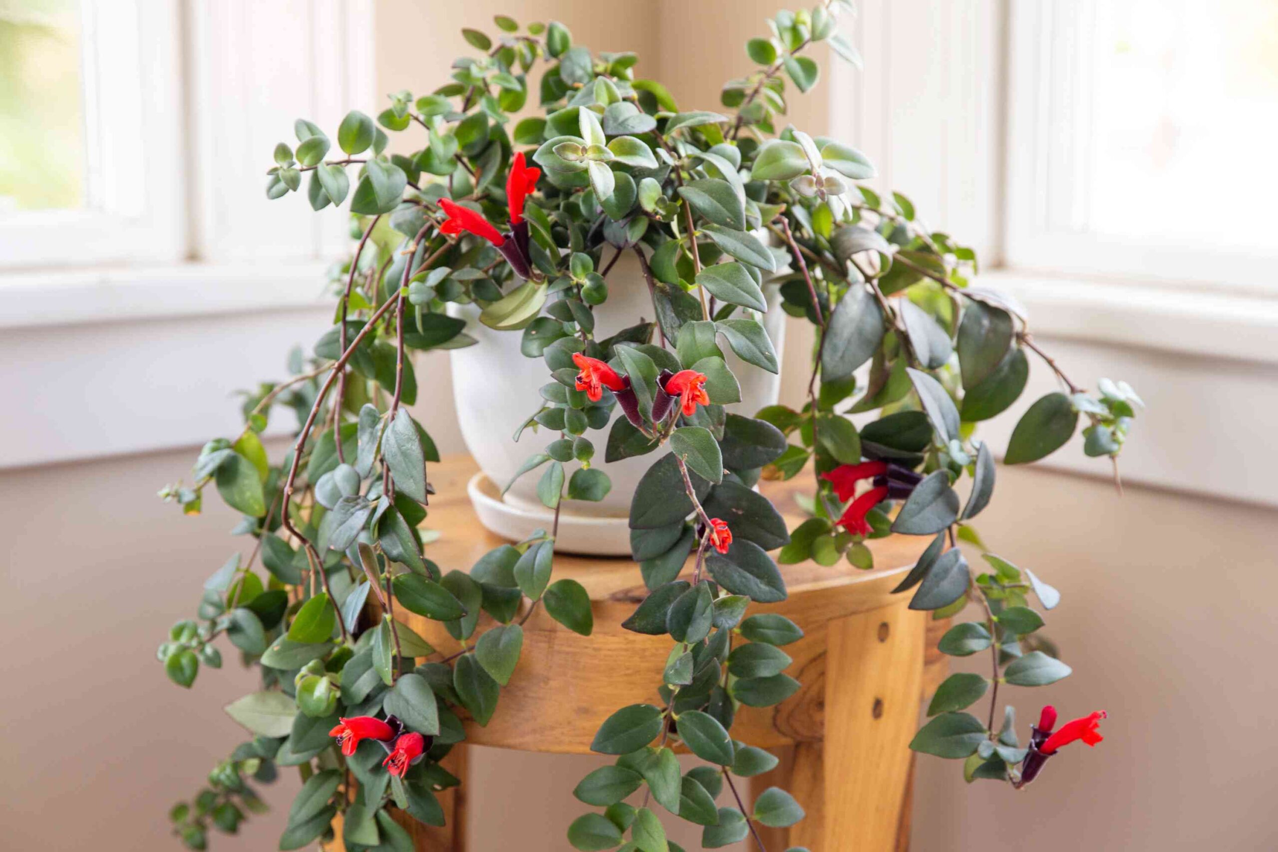 Best Low Light Indoor Hanging Plants Ideal Picks