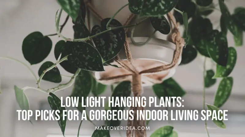 low light hanging plants