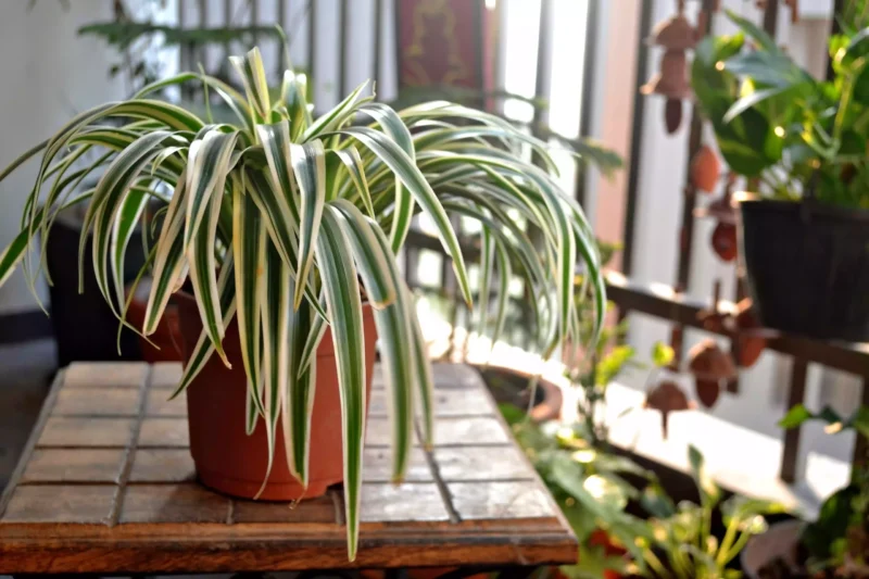 spider plant