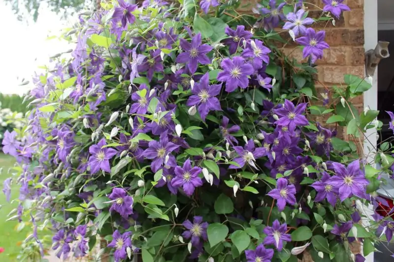 Clematis