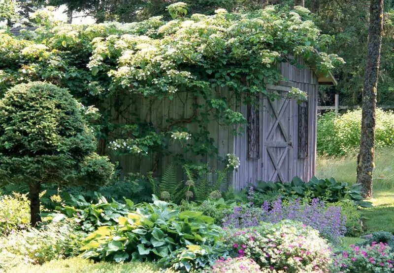 Climbing Hydrangea