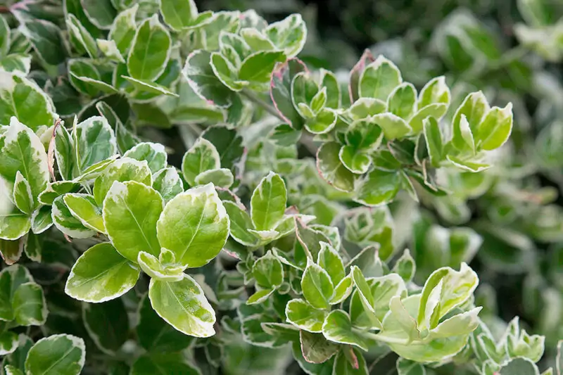 Euonymus fortunei