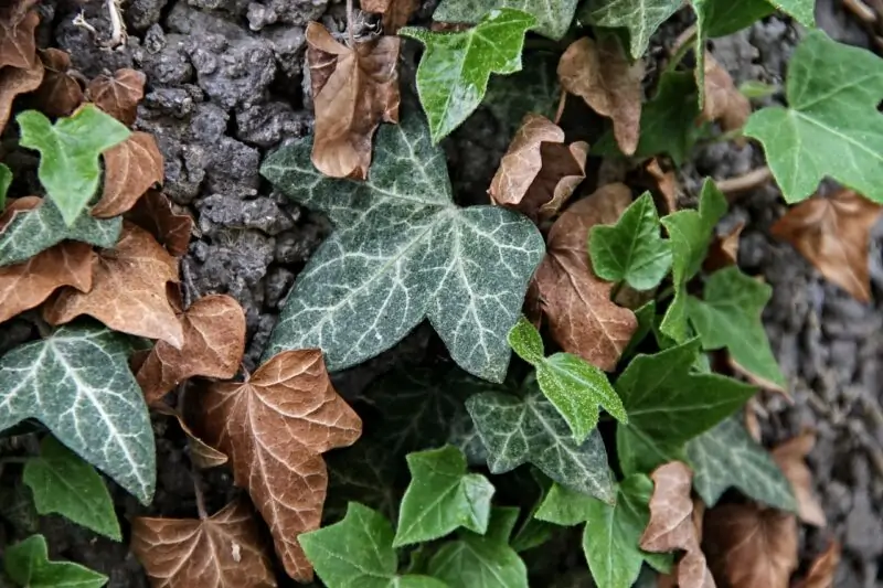 Hedera helix