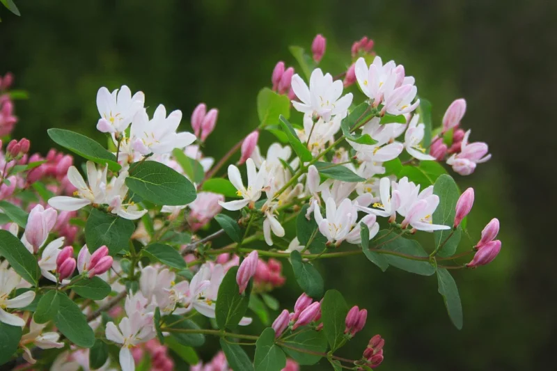 Honeysuckle