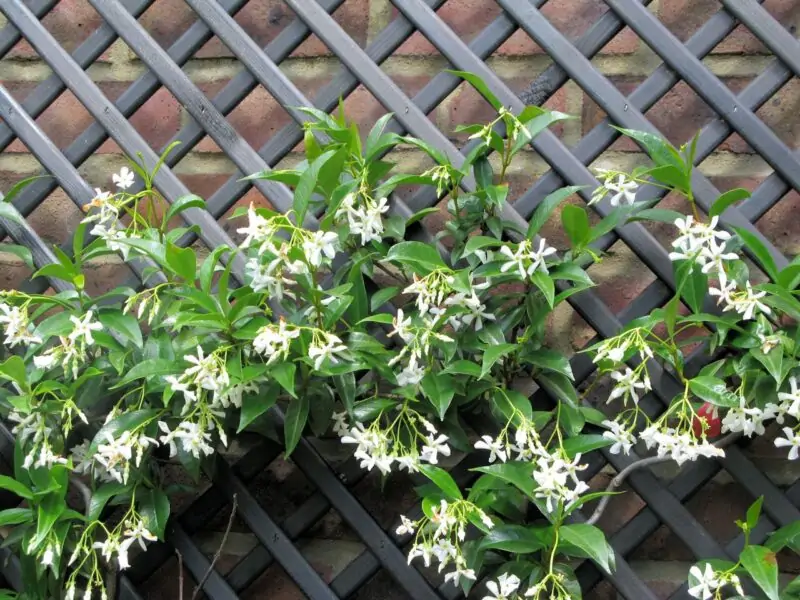 Trachelospermum jasminoides