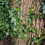 evergreen climbing plants