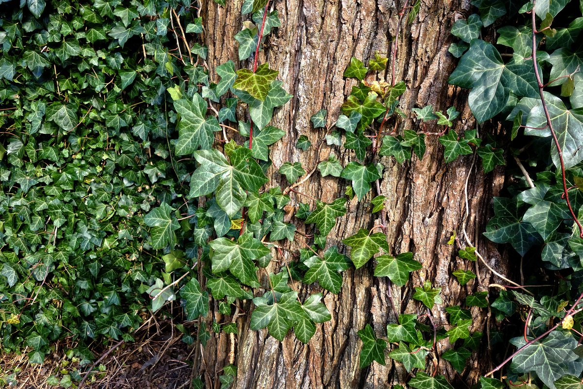 10 Low Maintenance Evergreen Climbing Plants Choose Your Climber