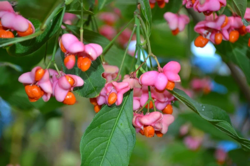 Euonymus