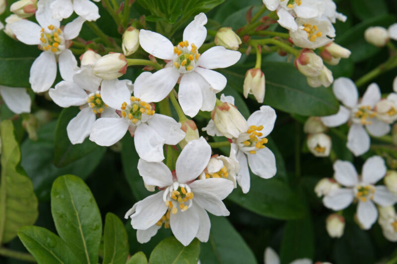 Mexican Orange Blossom