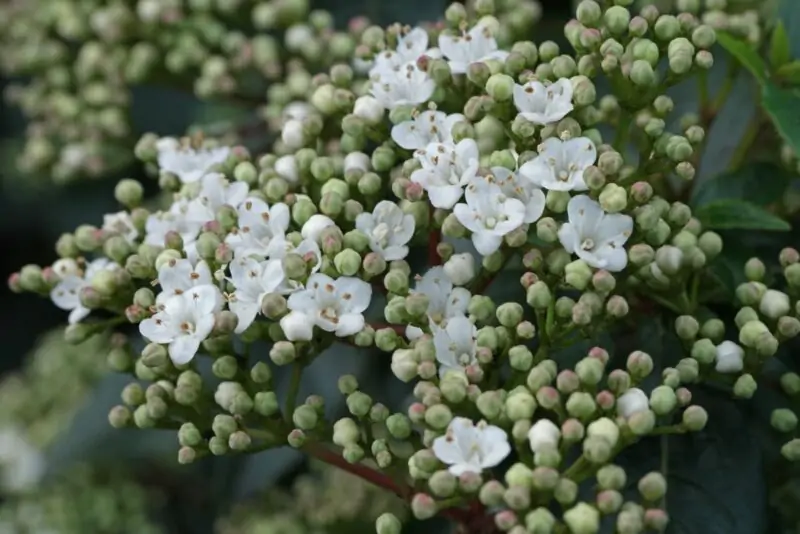 Viburnum