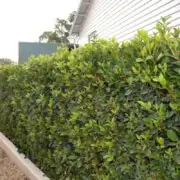 low maintenance hedge plants