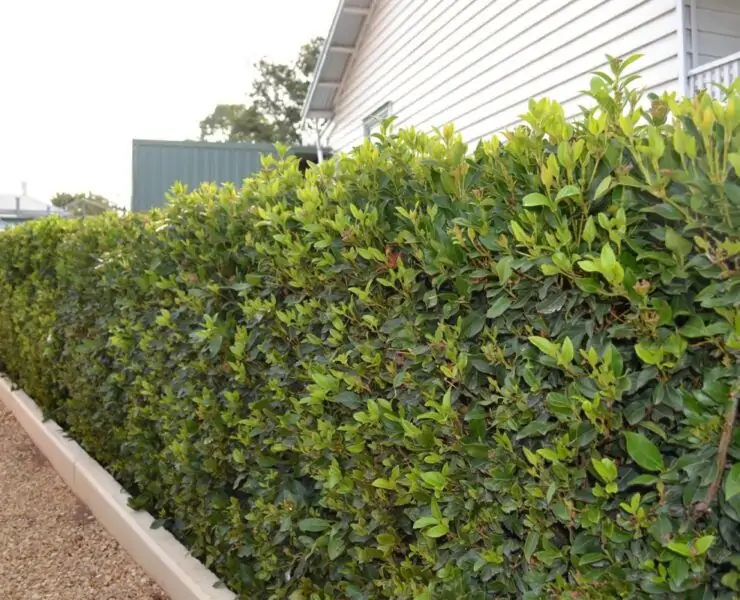 low maintenance hedge plants