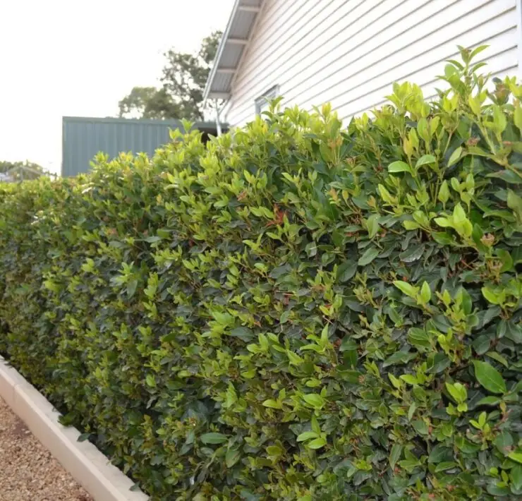 low maintenance hedge plants