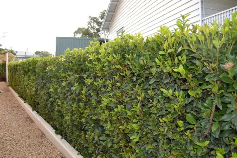 low maintenance hedge plants