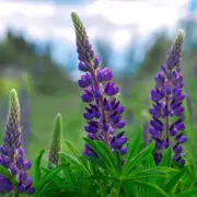 lupine flowers