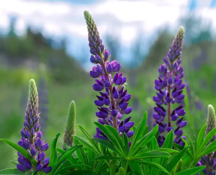 lupine flowers