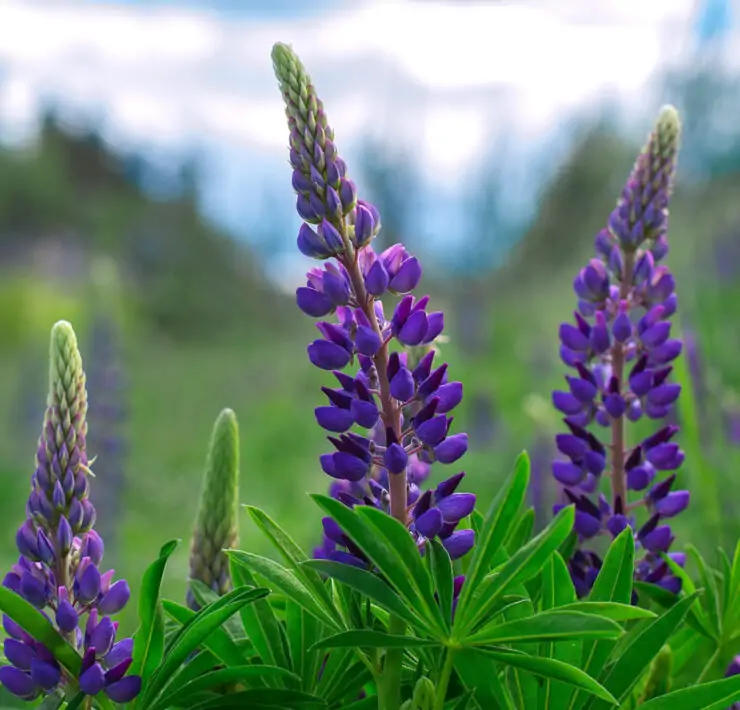 lupine flowers