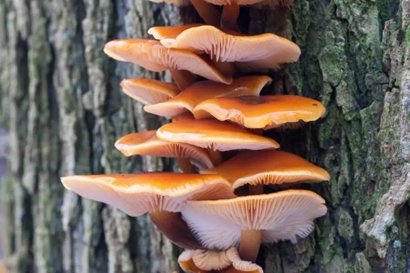 Flammulina velutipes