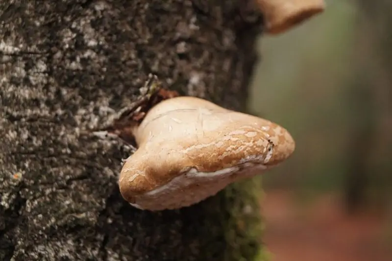 Fomitopsis betulina