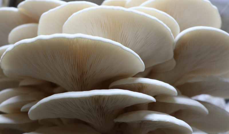 Oyster Mushroom