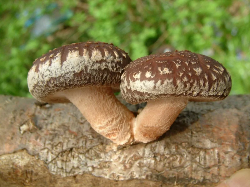 Shiitake Mushrooms