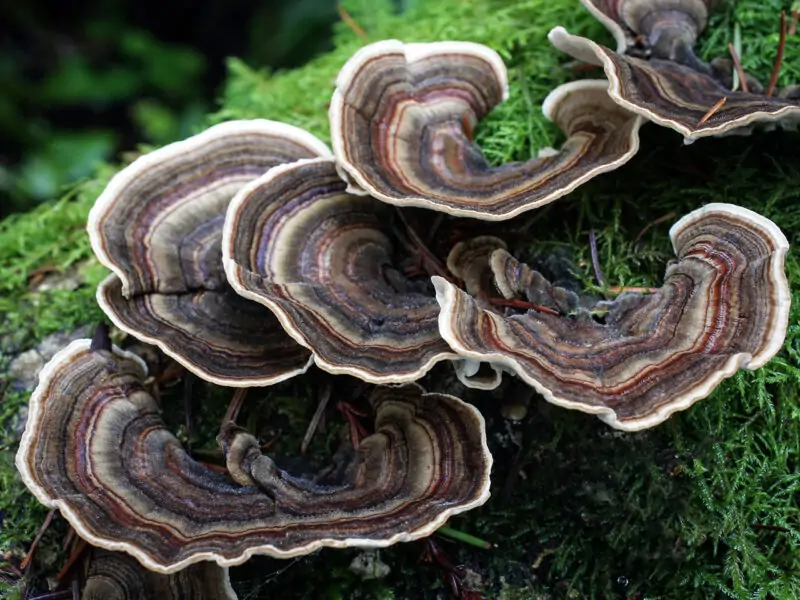 Trametes versicolor