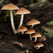 mushrooms that grow on trees