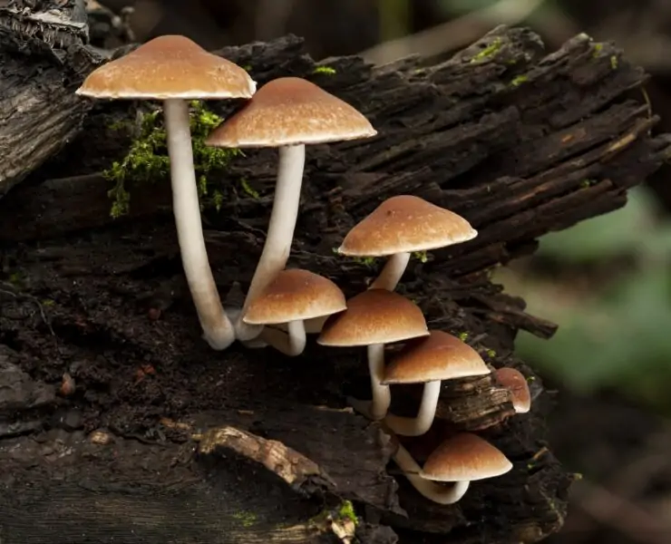 mushrooms that grow on trees