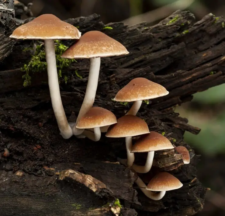 mushrooms that grow on trees