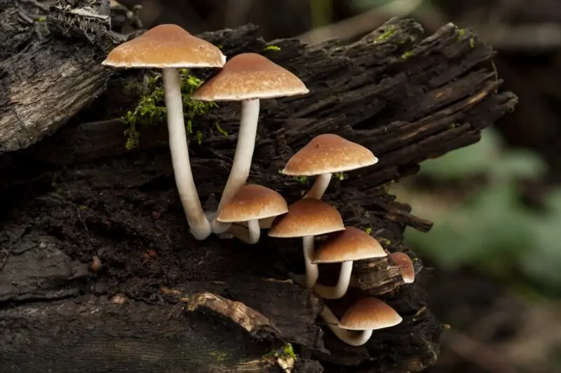 mushrooms that grow on trees