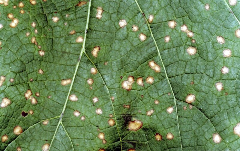 Bacterial Leaf Spot