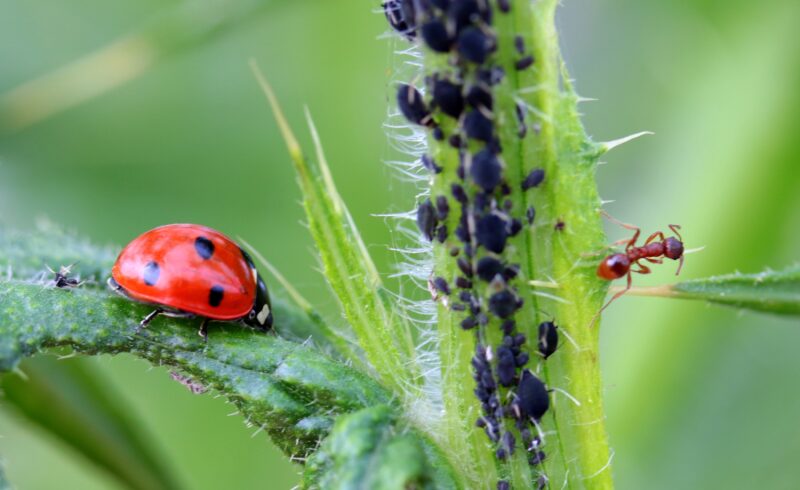 ladybug and ant