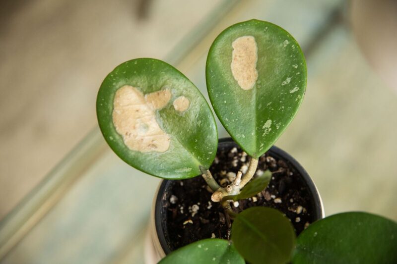 sunburn on leaves