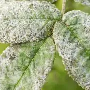 white spots on the leaves