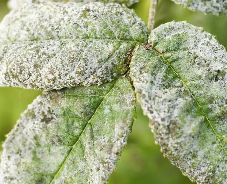 white spots on the leaves