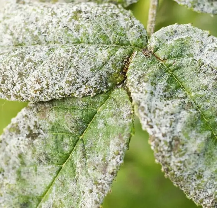 white spots on the leaves