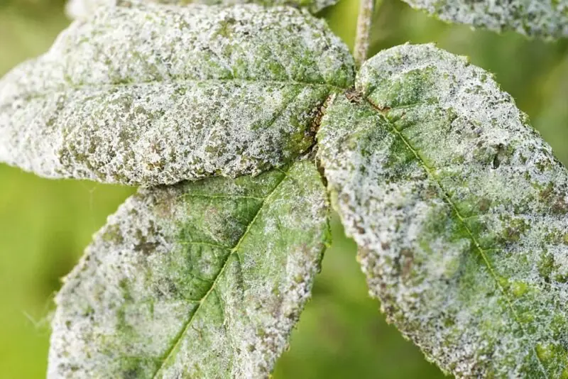 white spots on the leaves