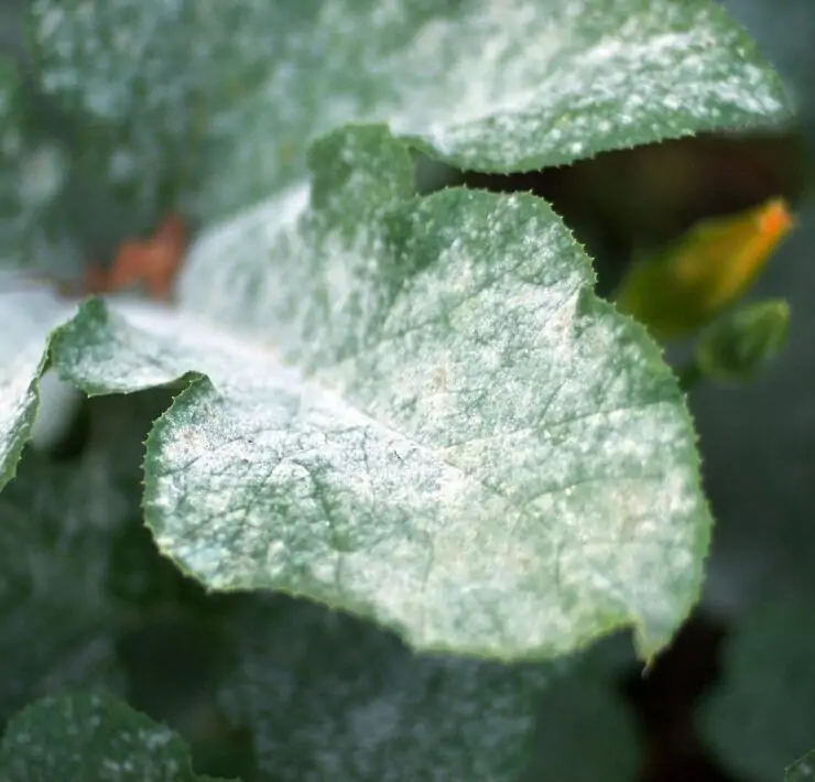 neem oil for powdery mildew