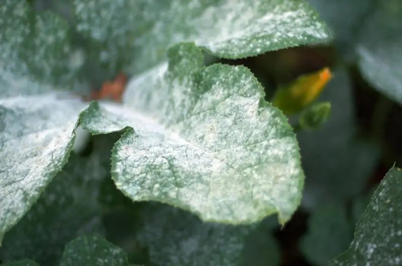 neem oil for powdery mildew