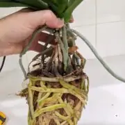Orchid roots growing out of the pot