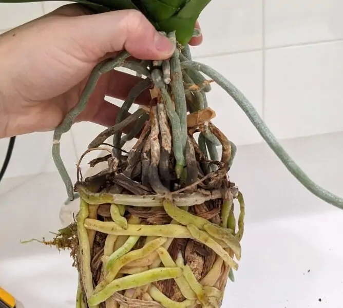 Orchid roots growing out of the pot